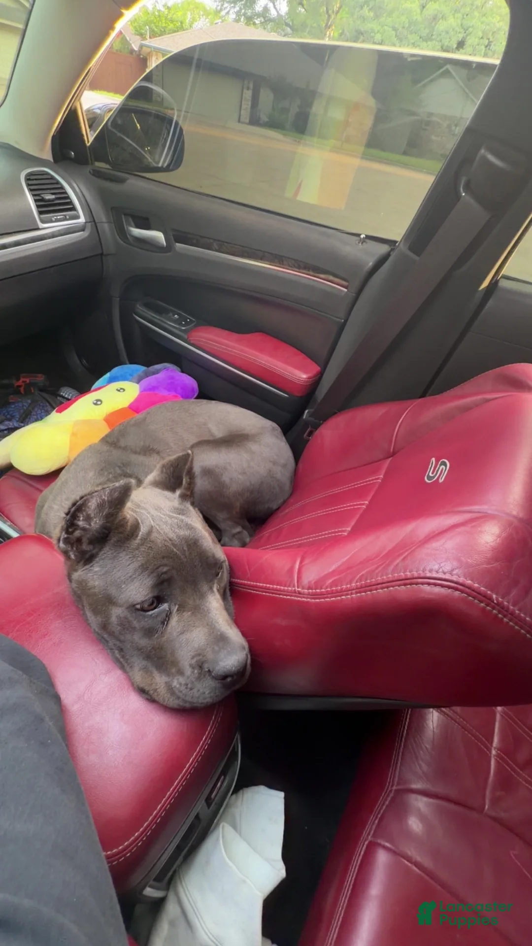 Cane Corso dogs for sale: Cane Corso Puppy 1 - Ad 2