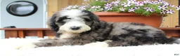 Bernedoodle dogs for sale: Toby - Ad 4