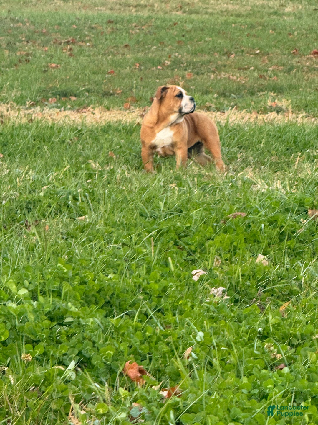 English Bulldog dogs for sale: Zeke - Ad 8