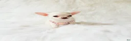 Chihuahua dogs for sale: Liam - Ad 6