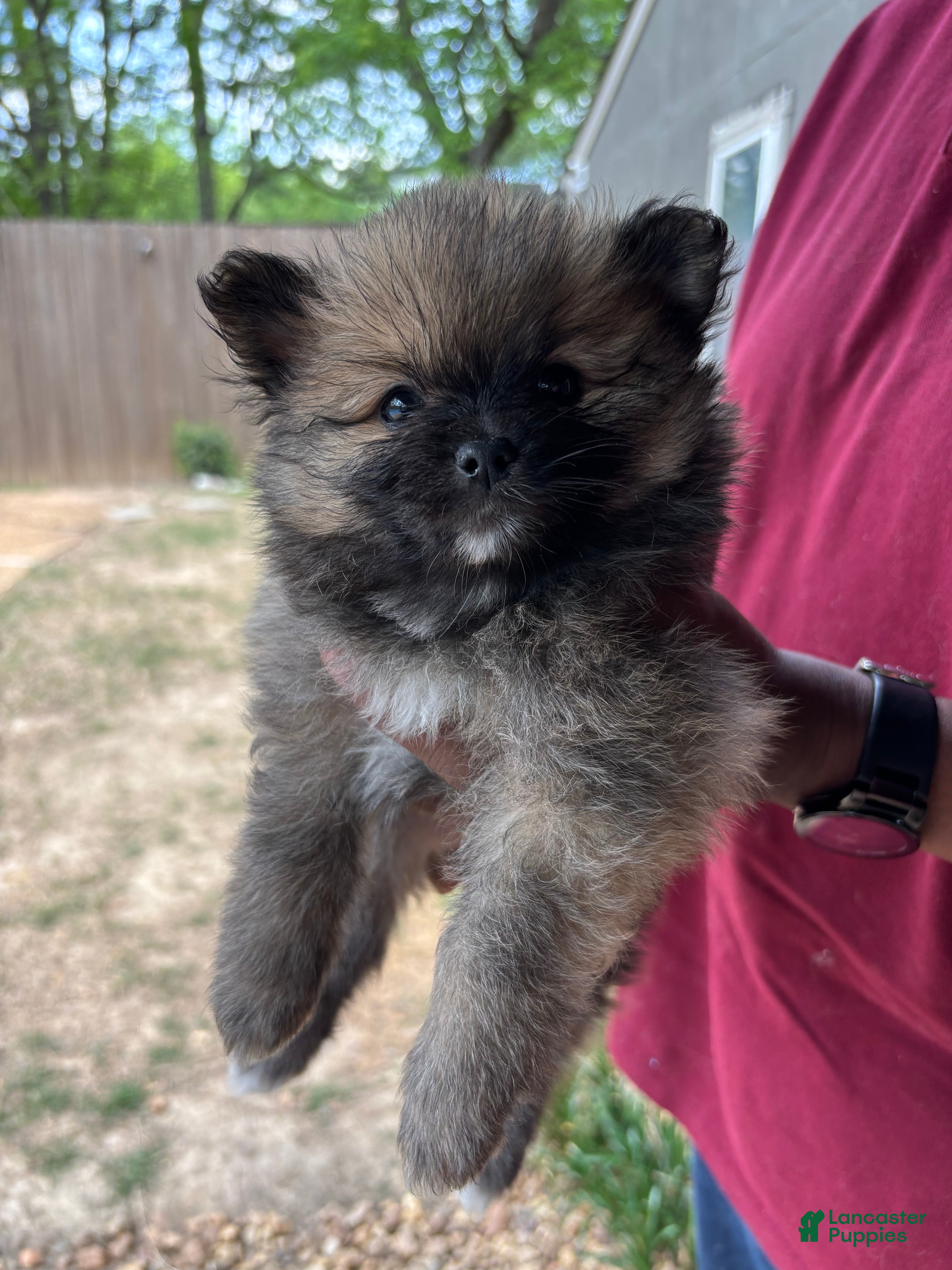 Pomeranian dogs Pomeranian Puppy 1 - Ad 3