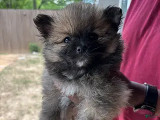 Pomeranian dogs Pomeranian Puppy 1 - Ad 3