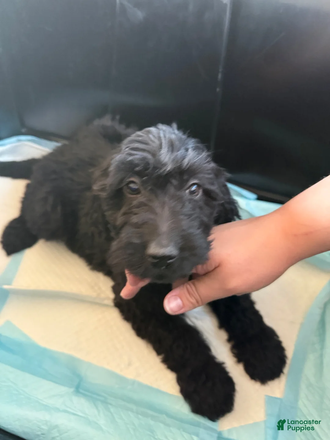 Goldendoodle dogs for sale: Goldendoodle 4 - Ad 1