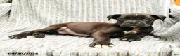Mixed Breed dogs for sale: Ryan - Ad 3
