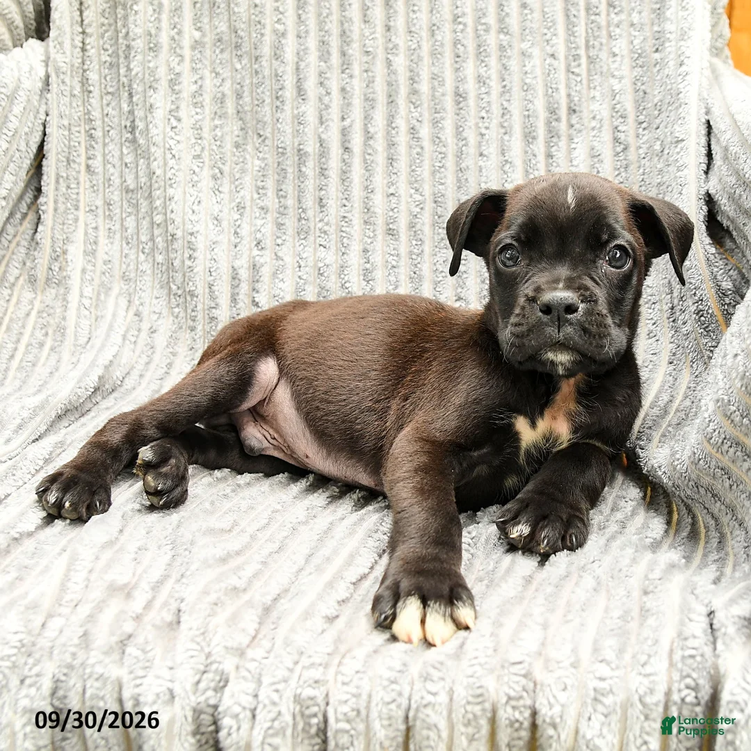 Mixed Breed dogs for sale: Ryan - Ad 3