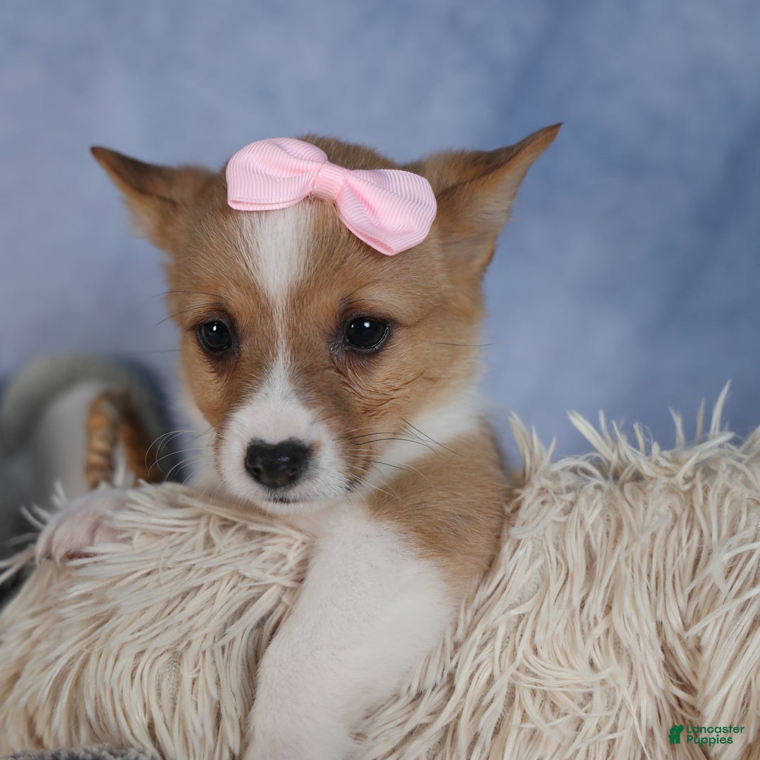 Welsh Corgi Pembroke dogs for sale: Demi - Ad 9