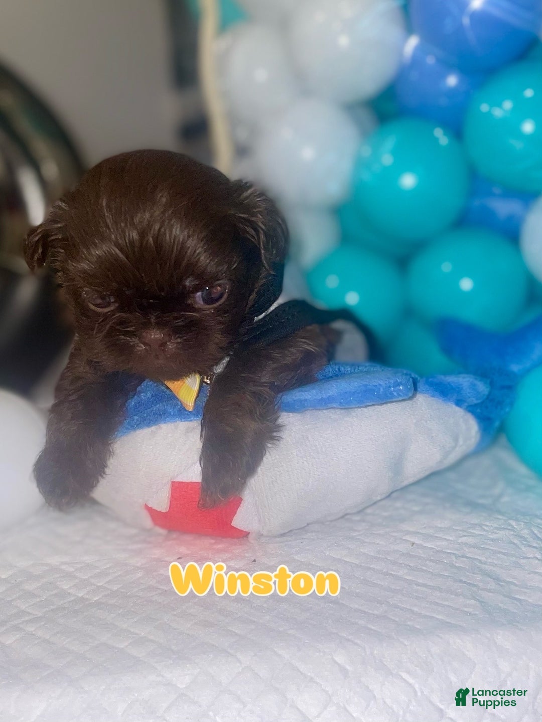 Shih Tzu dogs for sale: Shih Tzu Puppy 3 - Ad 1