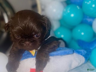 Shih Tzu dogs Shih Tzu Puppy 3 - Ad 2