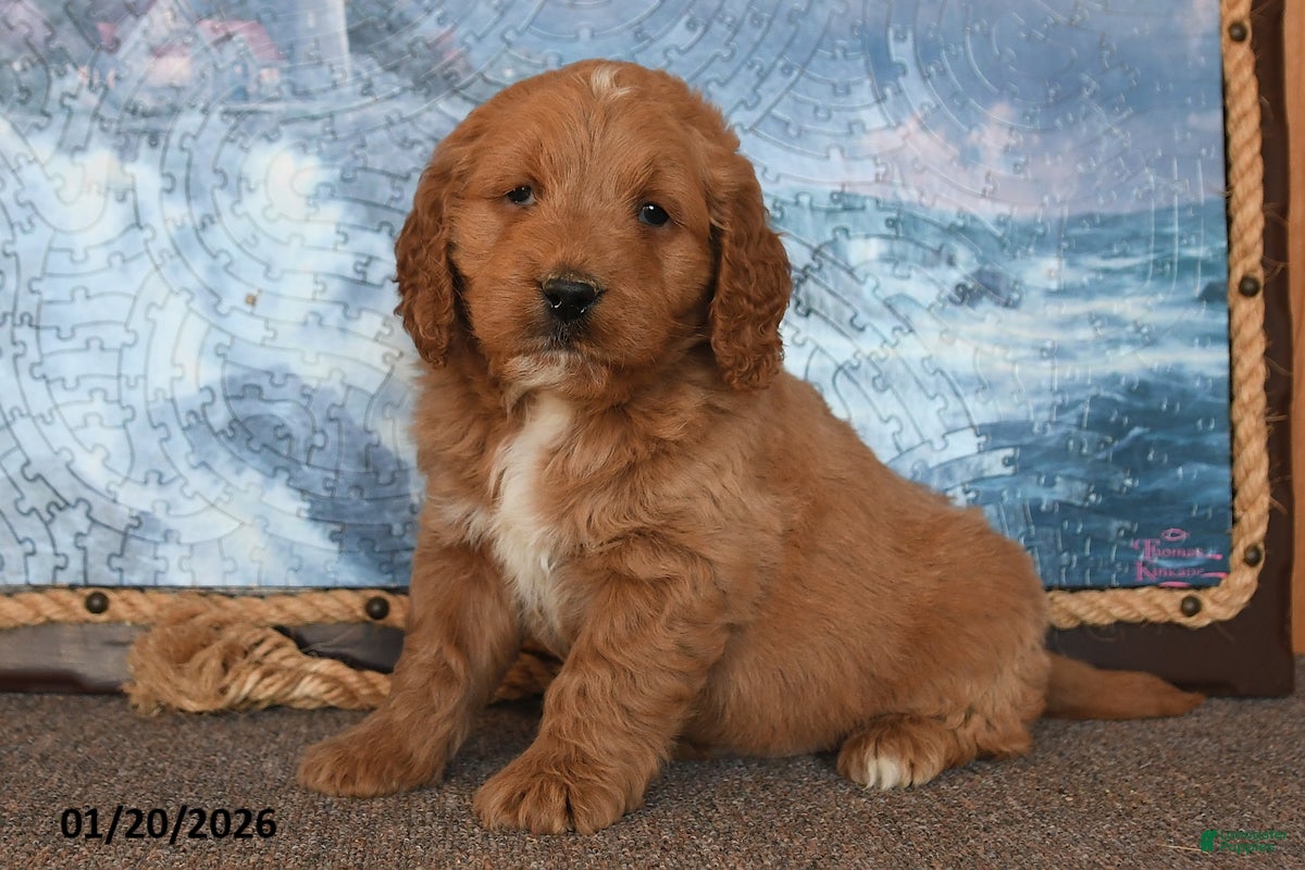 Goldendoodle dogs Perry - Ad 15