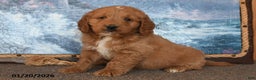 Goldendoodle dogs for sale: Perry - Ad 1