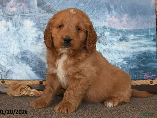 Goldendoodle dogs Perry - Ad 10