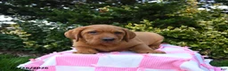 Labrador Retriever dogs for sale: Rocky - Ad 3