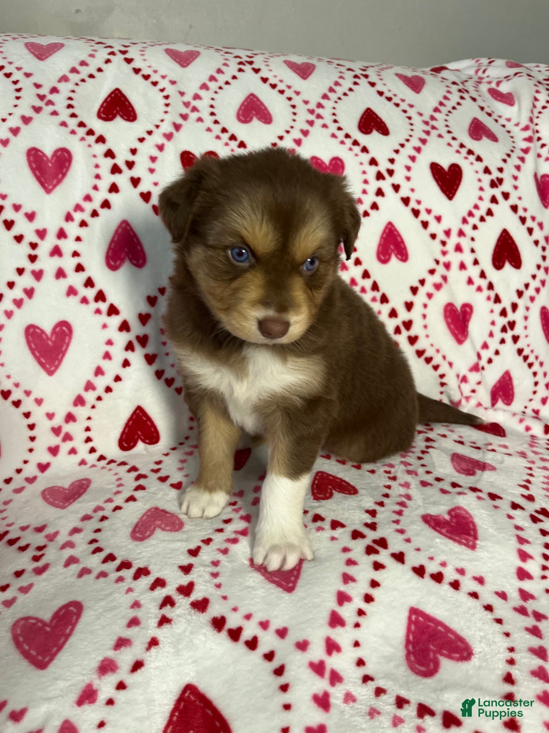 Australian Shepherd dogs for sale: El - Ad 2