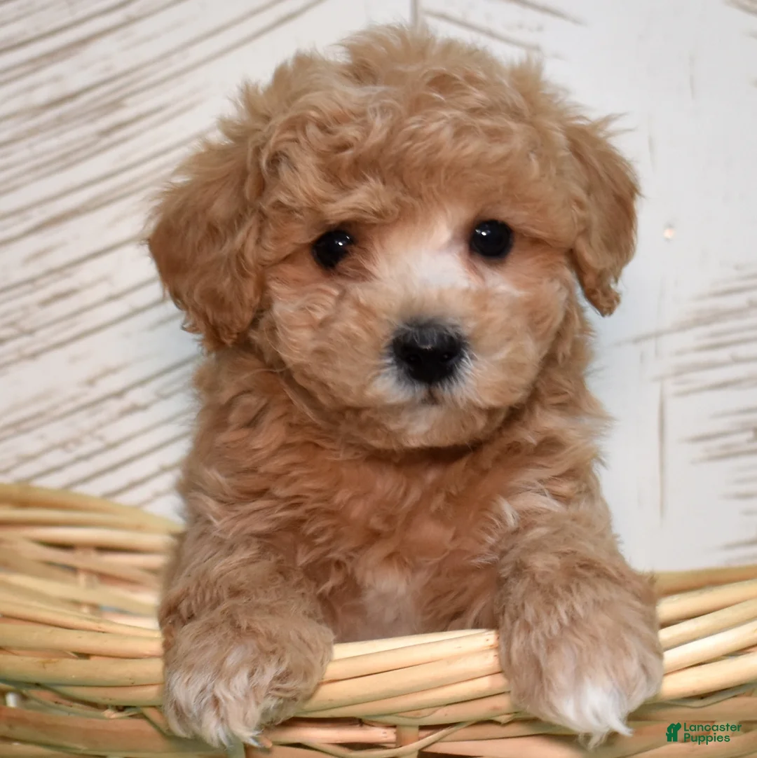 Bichpoo dogs for sale: Tide  - Ad 1