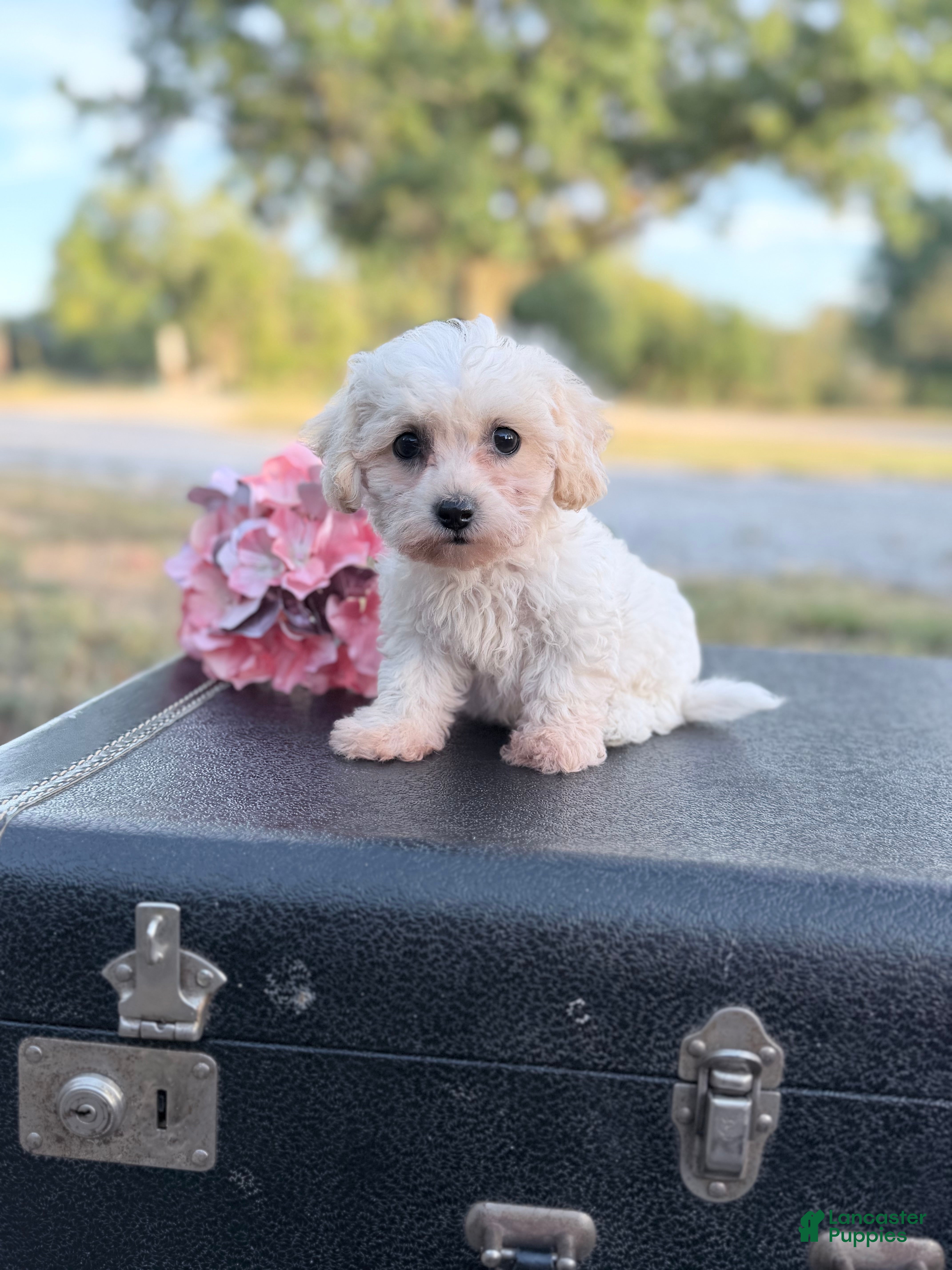 Bichon Frise