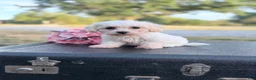 Bichon Frise dogs for sale: Bichon Frise - Moon - Ad 1