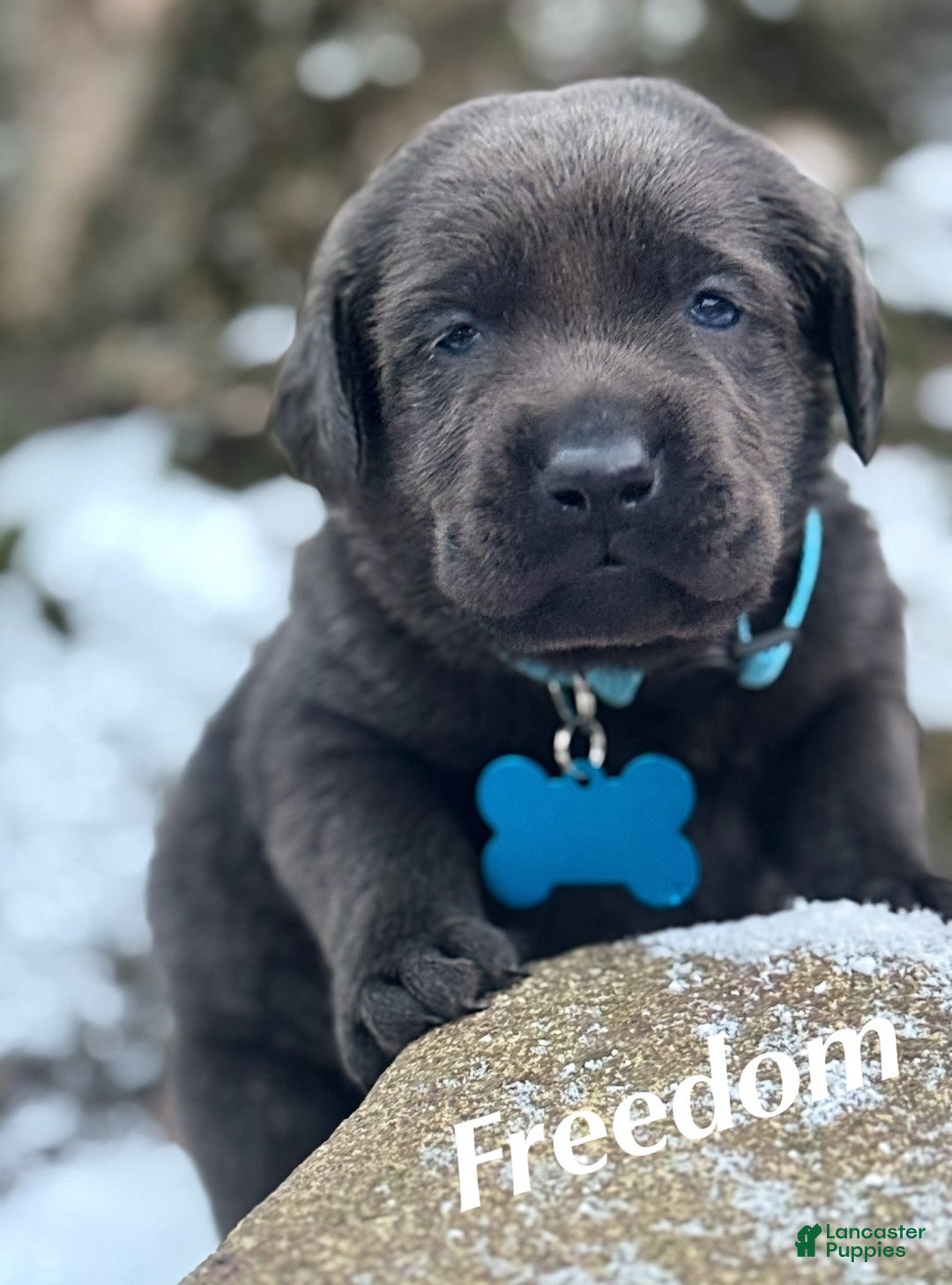 Labrador Retriever dogs for sale: Labrador Retriever Puppy 1 - Ad 18