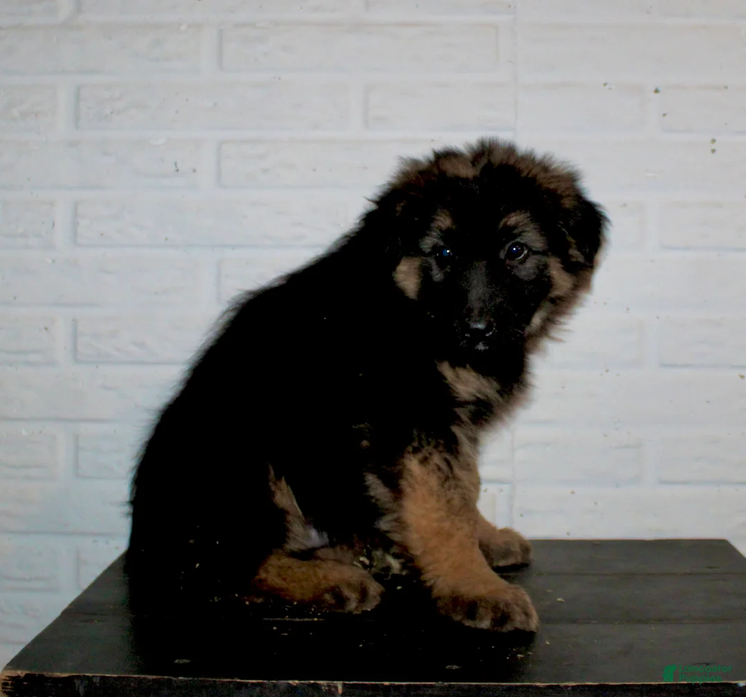German Shepherd dogs for sale: Teton - Ad 6