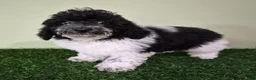 Miniature Poodle dogs for sale: Cooper - Ad 6