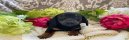 Miniature Dachshund dogs for sale: Prince - Ad 12