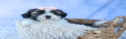 Shih Tzu dogs for sale: SALLY - Ad 11