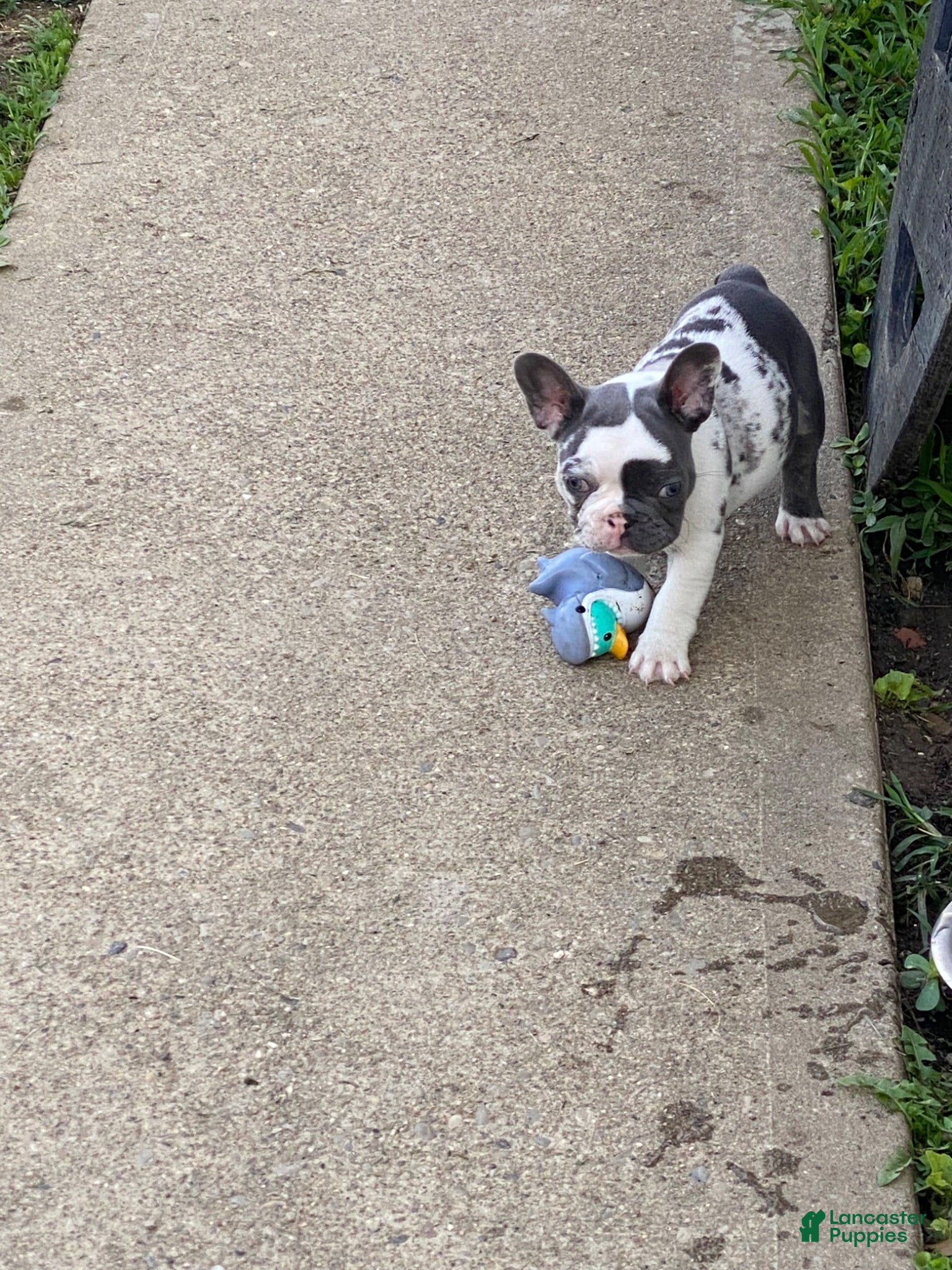 French Bulldog dogs French Bulldog 2 - Ad 26