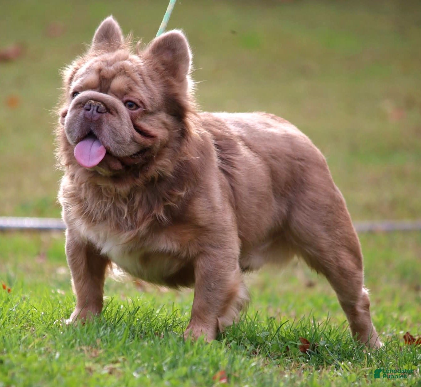 French Bulldog dogs Mufusa - Ad 2