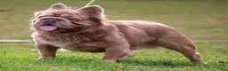 French Bulldog dogs for stud: Mufusa - Ad 2