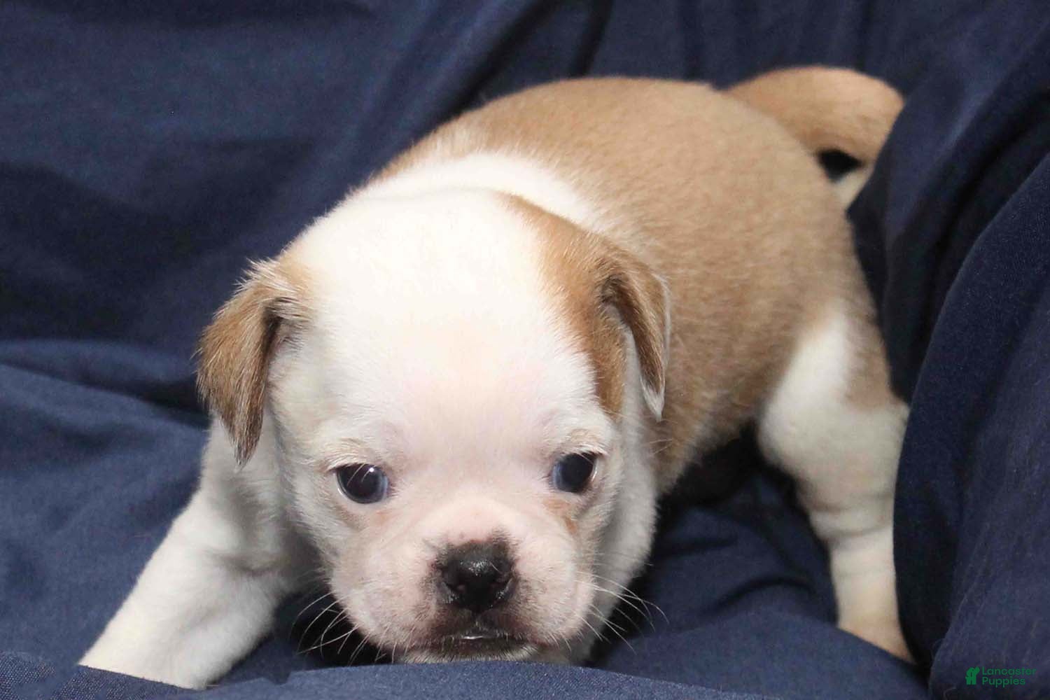 Puggle dogs for sale: Chopper - Ad 1