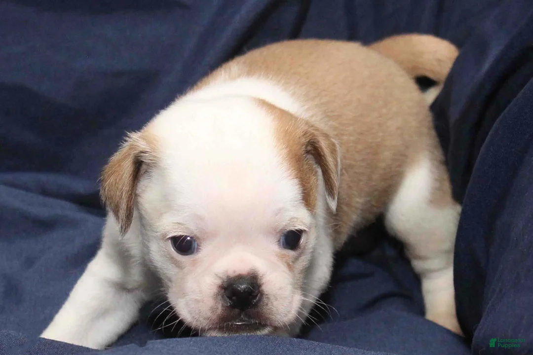 Puggle dogs for sale: Chopper - Ad 1