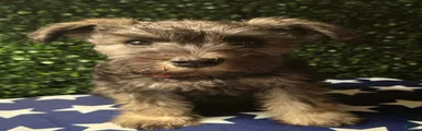 Miniature Schnauzer 5