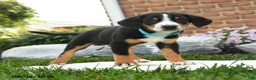 Greater Swiss Mountain Dog dogs for sale: Pirate - Ad 3