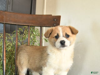 Welsh Corgi Pembroke dogs for sale: Melody - Ad 1