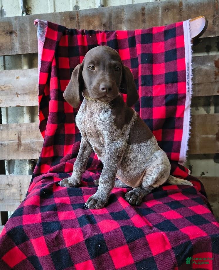 German Shorthaired Pointer dogs Tammy - Ad 2