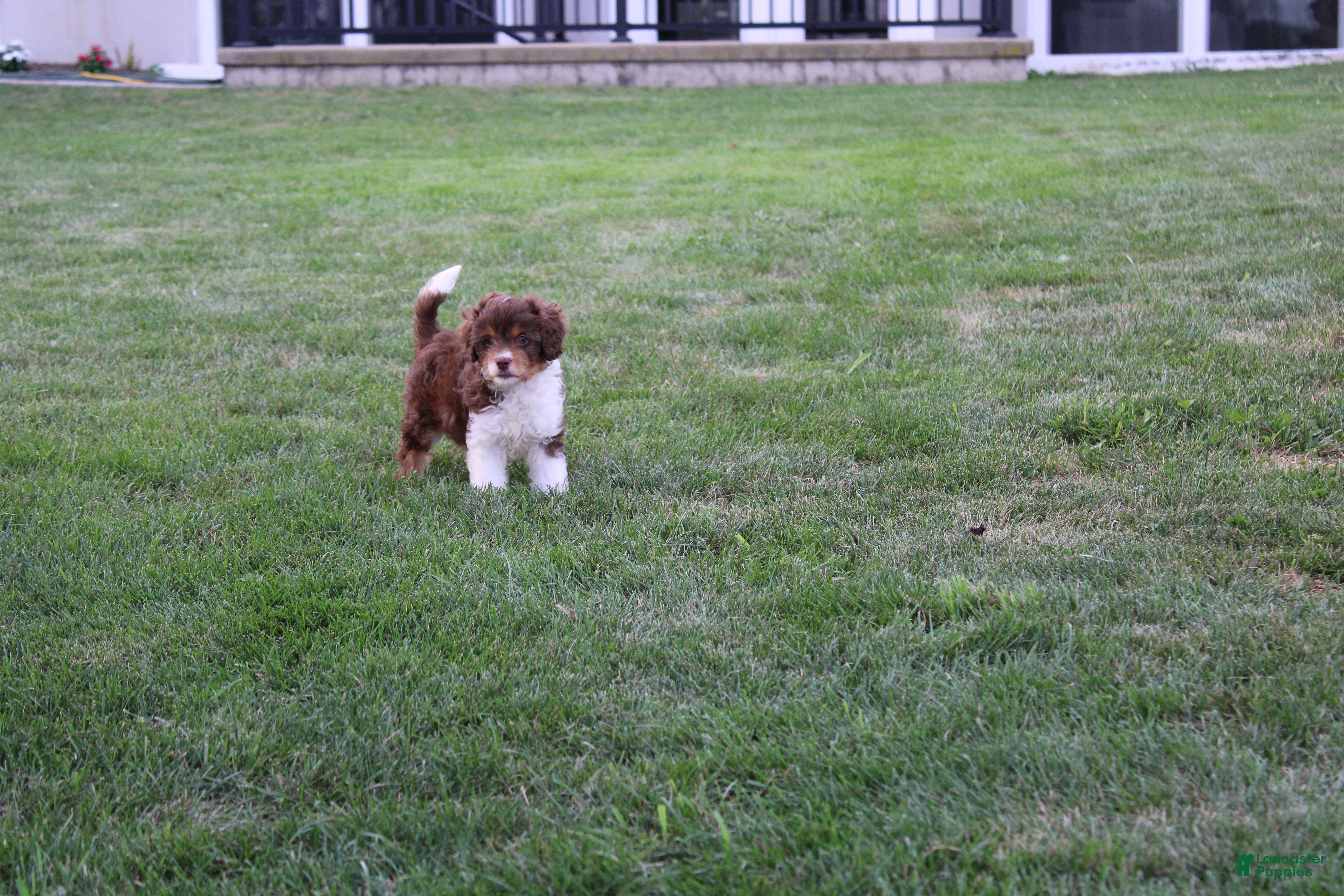 Cavapoo dogs Fern - Ad 2