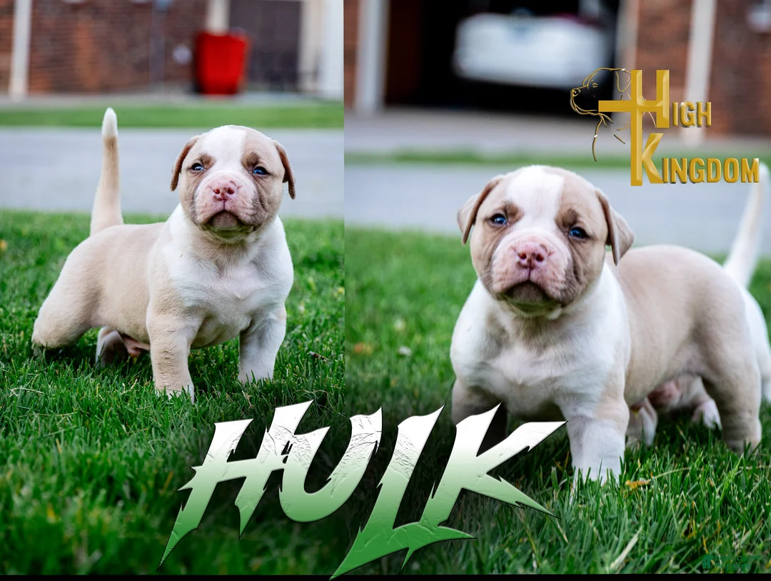 American Bulldog dogs for sale: Hulk  - Ad 1