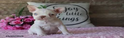 Frenchton dogs for sale: Rose  - Ad 1