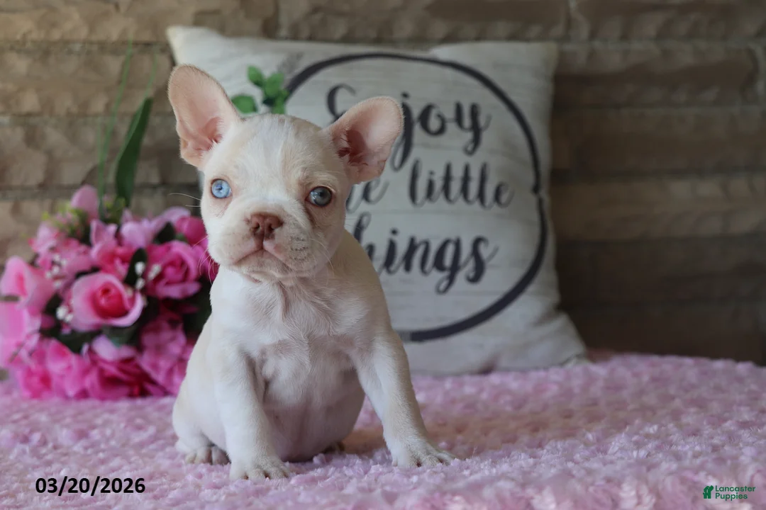 Frenchton dogs for sale: Rose  - Ad 1