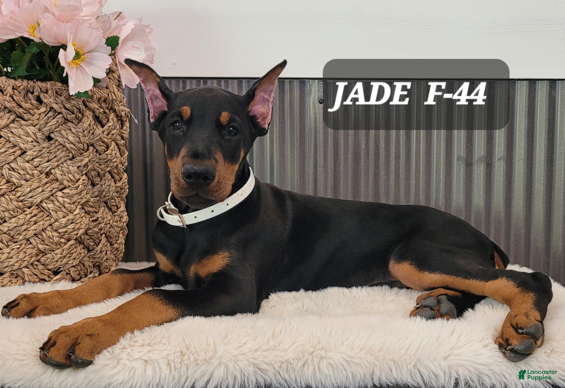 Doberman Pinscher dogs JADE - Ad 27