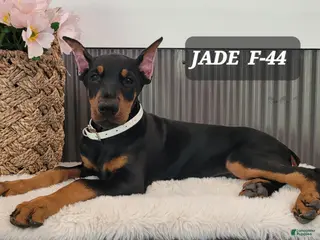 Doberman Pinscher dogs JADE - Ad 27