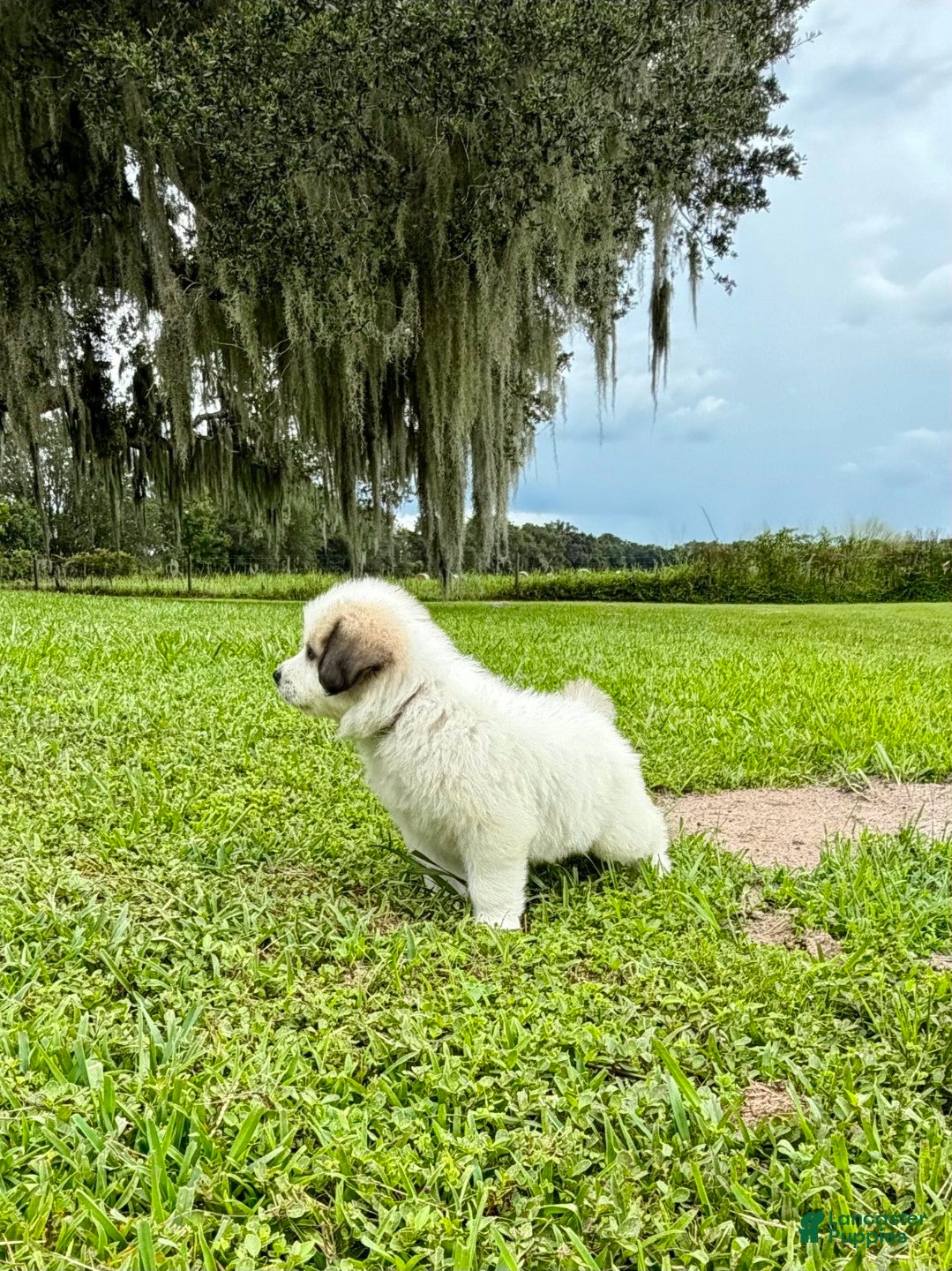 Great Pyrenees dogs Orange Boy - Ad 40
