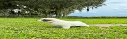 Great Pyrenees dogs for sale: Orange Boy - Ad 3