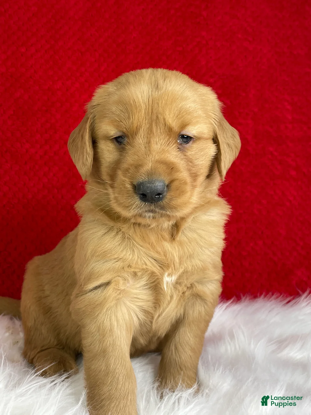 Golden Retriever dogs for sale: Scarlett - Ad 1