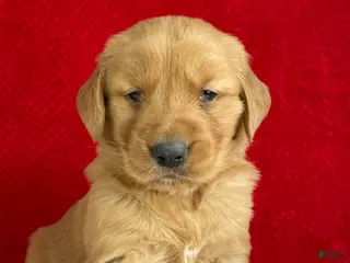 Golden Retriever dogs for sale: Scarlett - Ad 4