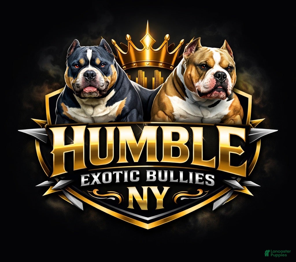 American Bully dogs APOLLO CREED 💦🧬 - Ad 2