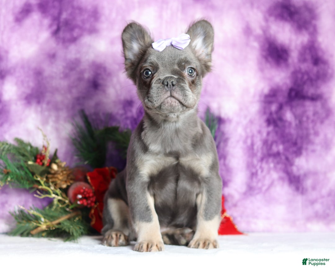 French Bulldog dogs for sale: Quara - Ad 3