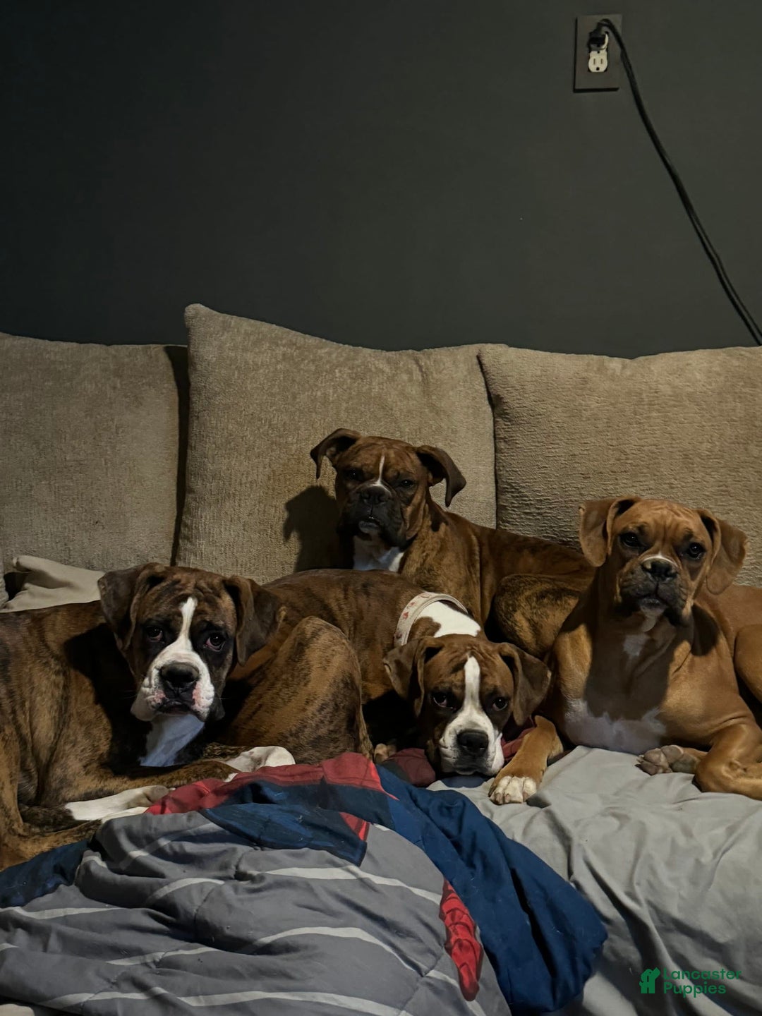 Gallery Image {{count}}