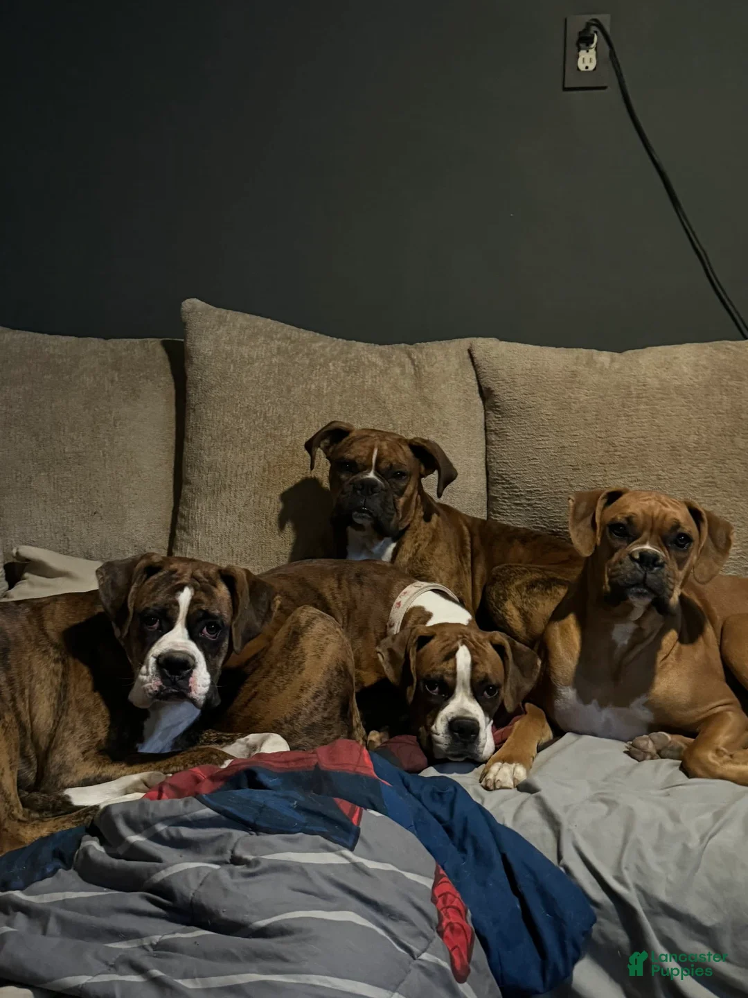 Gallery Image {{count}}