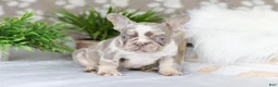 French Bulldog dogs for sale: Pearl - Ad 8