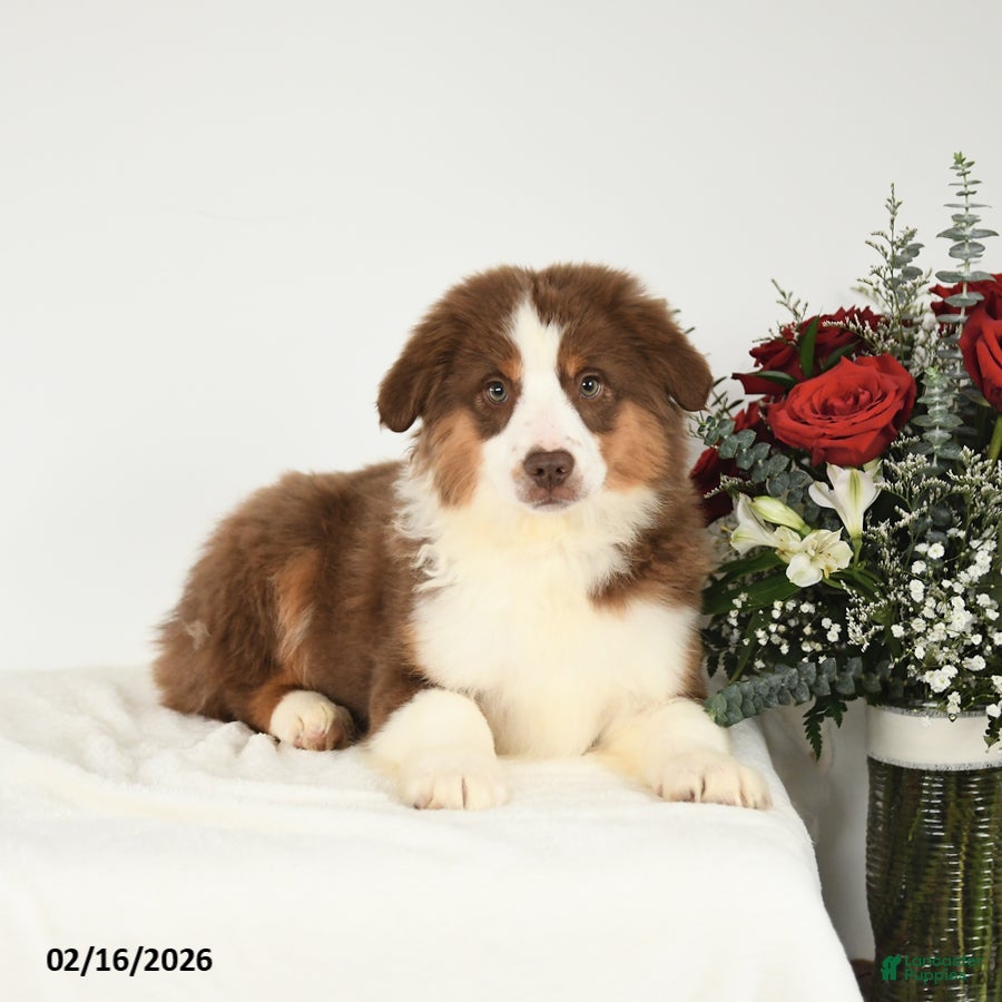 Miniature Australian Shepherd dogs Max - Ad 2